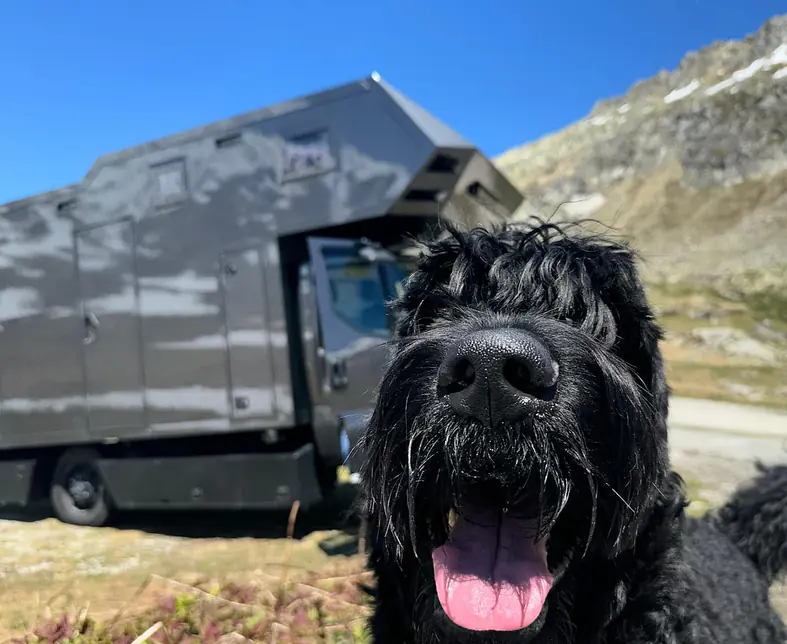 Hund.jpg